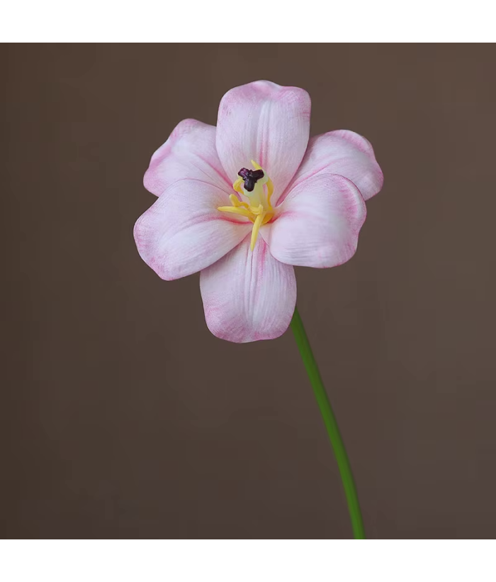 Open tulp lichtroze