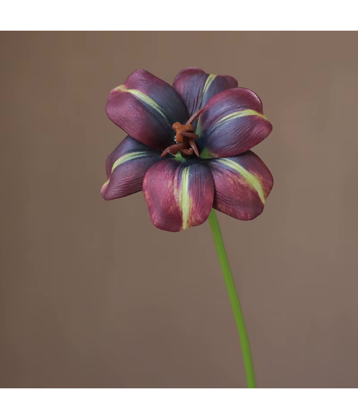 Open Tulp Rood