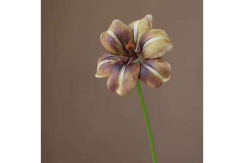 Paradijsvogelplant in lichte en moderne interieurs: zo