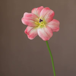 Rode tulp open