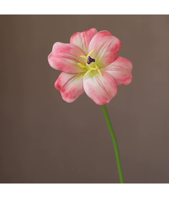Rode tulp open