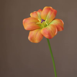 Oranje Tulp Open