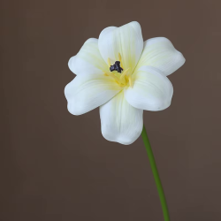 Open tulp wit 