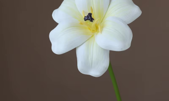 Witte zijden orchidee kiezen: welke uitstraling past bij jouw interieur?