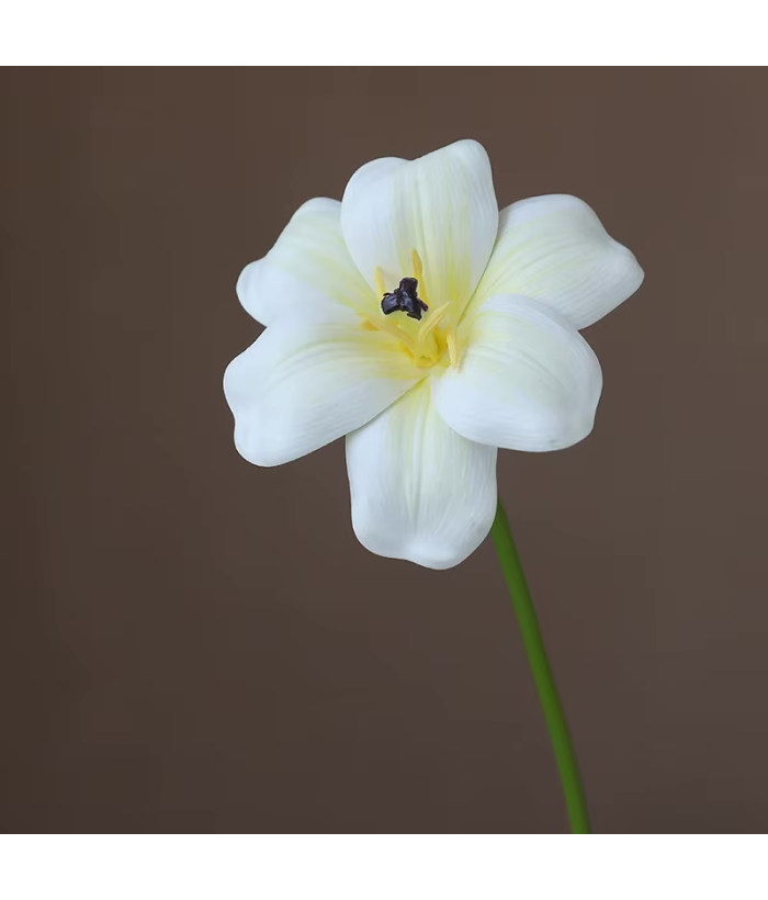 Open tulp wit 