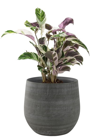 Ter Steege - Pot Esra mystic grey - D31 H28